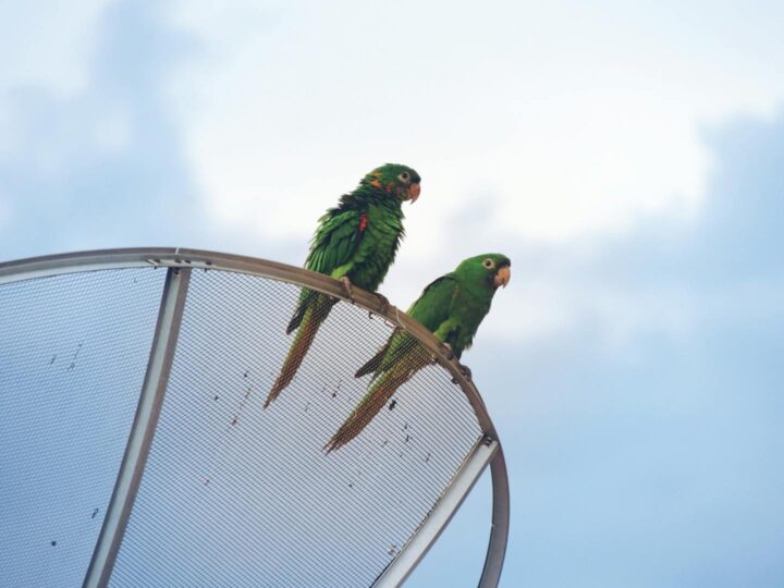 Zoo di Skopje